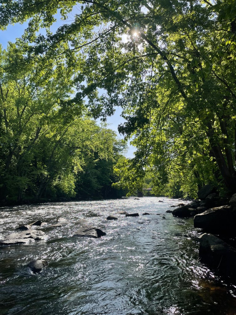 Photo of a river with full, green tree branches leaning over the sparkling water. 