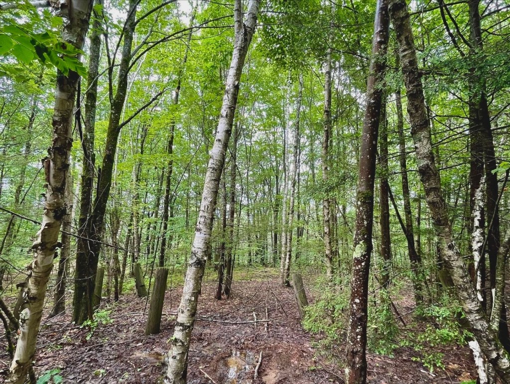 Photo of a forest with a green canopy.